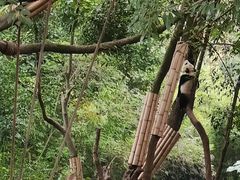 -成都大熊猫繁育研究基地