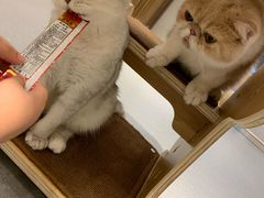 -飞行喵MR PILOT|猫舍·猫咖(静安大融城店)