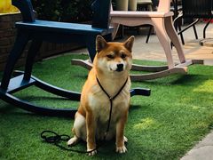 -柴犬高等学院·狗咖·柴犬售卖·宠物训练