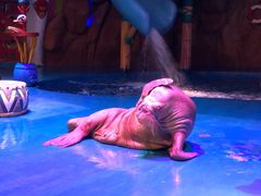 -烟台海昌鲸鲨海洋公园