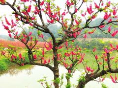 -南国桃园旅游度假区