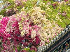 -深圳国际园林花卉博览园