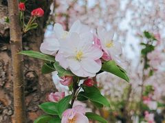 -海棠花溪(元大都城垣遗址公园)