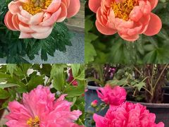 -洛阳郁金香牡丹园