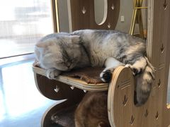 -飞行喵MR PILOT|猫舍·猫咖(静安大融城店)