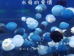 -芜湖新华联大白鲸海洋公园