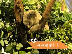 -广州长隆野生动物世界