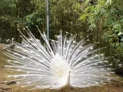 -泉州海丝野生动物世界