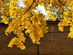 -三里屯东五街银杏大道