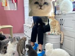 -Honey Bacca 哈尼芭卡高端萌宠(朝阳大悦城店)