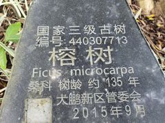 -东山珍珠岛