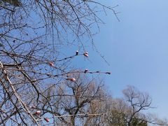 -妙思西饼(新华新玛特店)