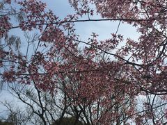 -顾村公园