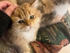 -平行世界·猫咖(首经贸店)