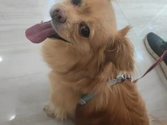 -申普宠物医院·眼科·心内科·影像科(普陀分院)
