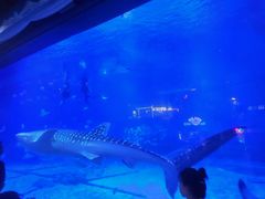 -烟台海昌鲸鲨海洋公园