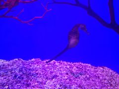 -上海海昌海洋公园