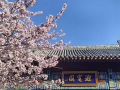 -桃花堤公园