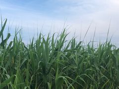 -鹦鹉洲湿地公园