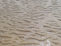 -日照海滨国家森林公园