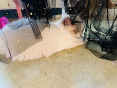 -藏猫猫咖啡主题馆(中央大道店)