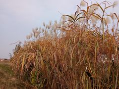 -喜洋洋蟹庄(阳澄湖店)