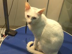 -PETKIT 小佩宠物·低压洗护·美容·寄养(安远店)