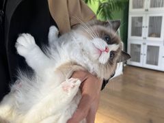 -东方名猫馆·英短金渐层布偶猫舍(环线广场1号楼店)