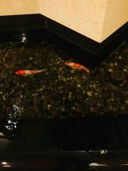 -尊茂银都酒店·宴会厅