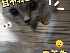 -lincat·猫舍(广州店)