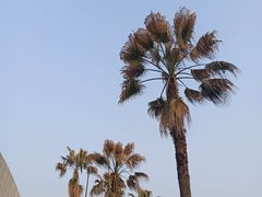 -金沙湖公园
