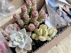 -呀路古热带植物园