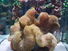 -太平洋海底世界