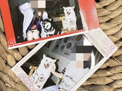 -柴迷FANS CLUB·柴犬狗咖·猫咖