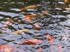-佛山顺德香云纱园林酒店(清晖园店)