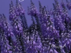 -径山花海