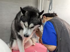 -宠福鑫康馨动物医院·骨科·眼科