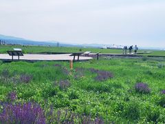 -敕勒川草原