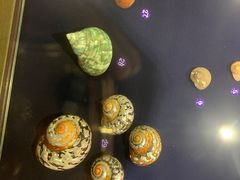 -青岛贝壳博物馆