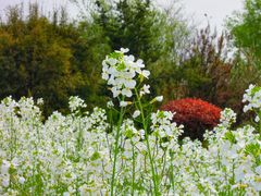 -瑶湖郊野森林公园