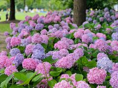 -上海滨江森林公园