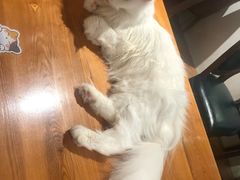 -猫小院猫主题餐厅(三里屯店)