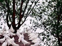 -天津妈祖文化园