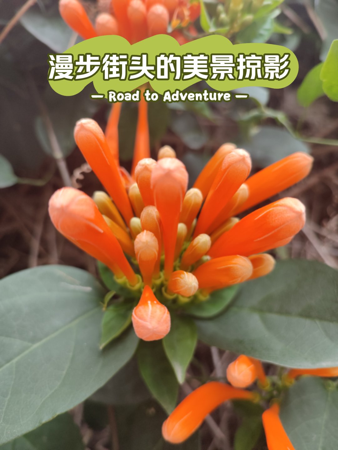 鞭炮花描写图片