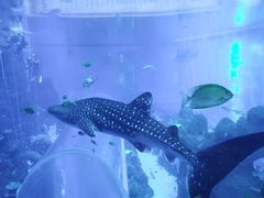 -成都浩海立方海洋公园