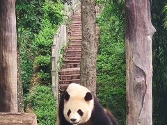 -中国大熊猫保护研究中心雅安碧峰峡基地