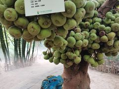 -呀路古热带植物园
