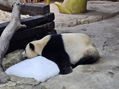 -广州长隆野生动物世界