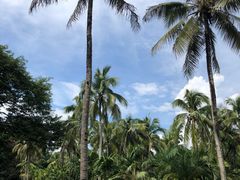 -中国科学院西双版纳热带植物园