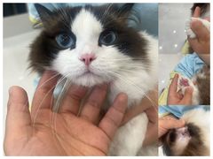 -老吴的猫·猫舍(新区店)
